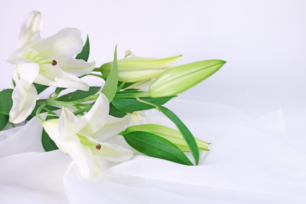 百合の花